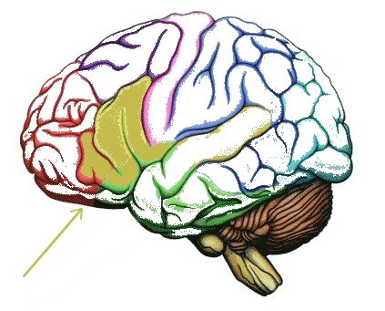 Defined Lesion